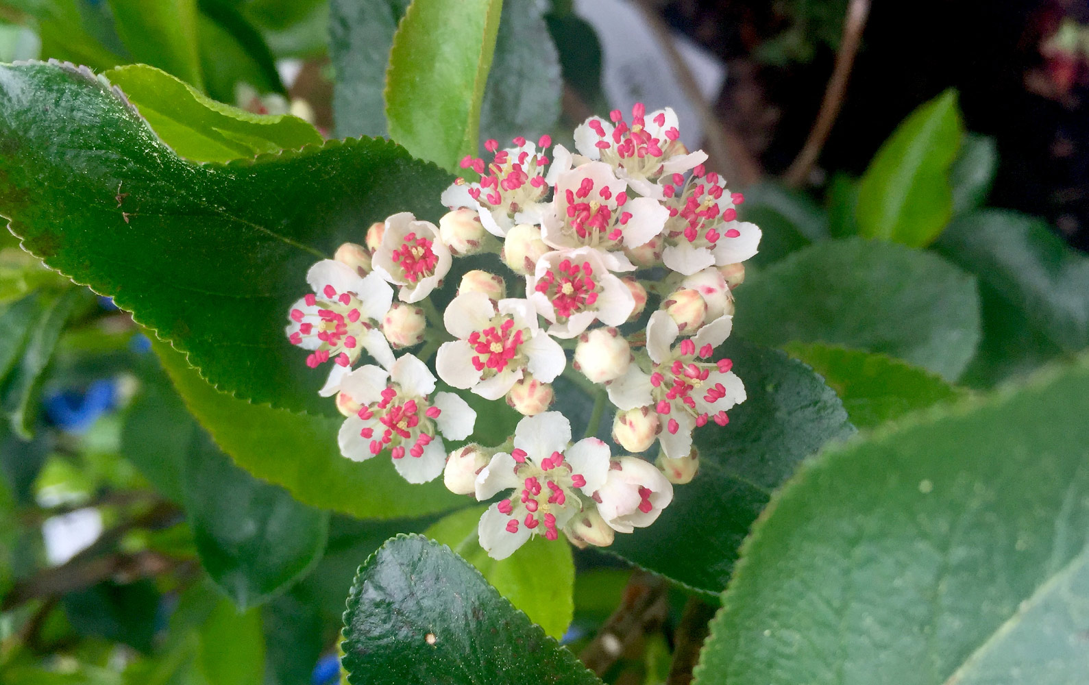 Maryland Native Plants Himmel's Landscape & Garden Center Pasadena, MD