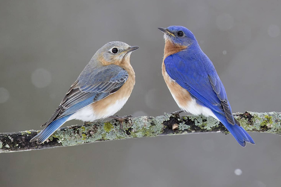 Attracting Bluebirds to your Backyard - Himmel's Landscape ...