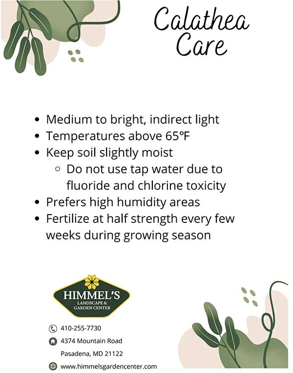 Himmel's Calathea Care Sheet