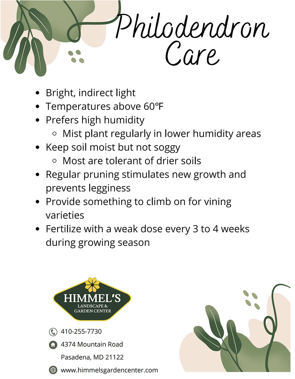 Philodendron Care Sheet
