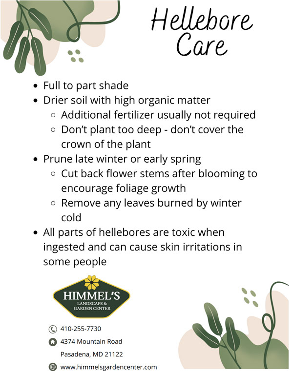 Himmels Hellebore Care Sheet
