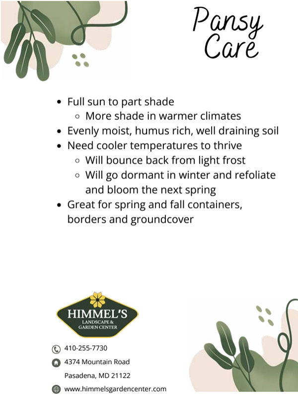 Pansy Care Sheet