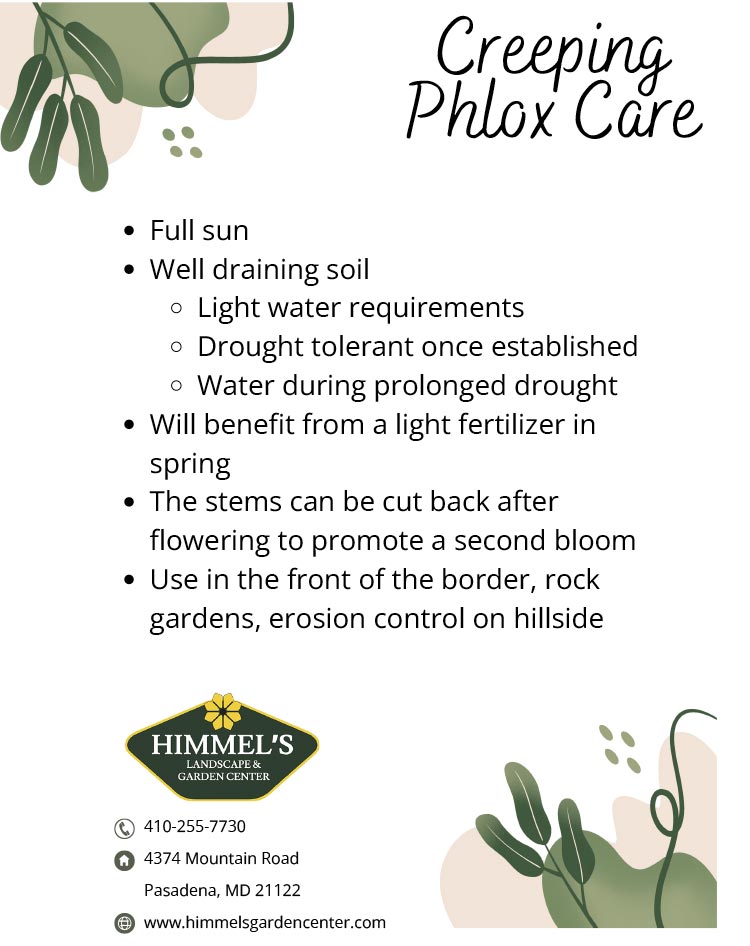Creeping Phlox - Plant of the Week