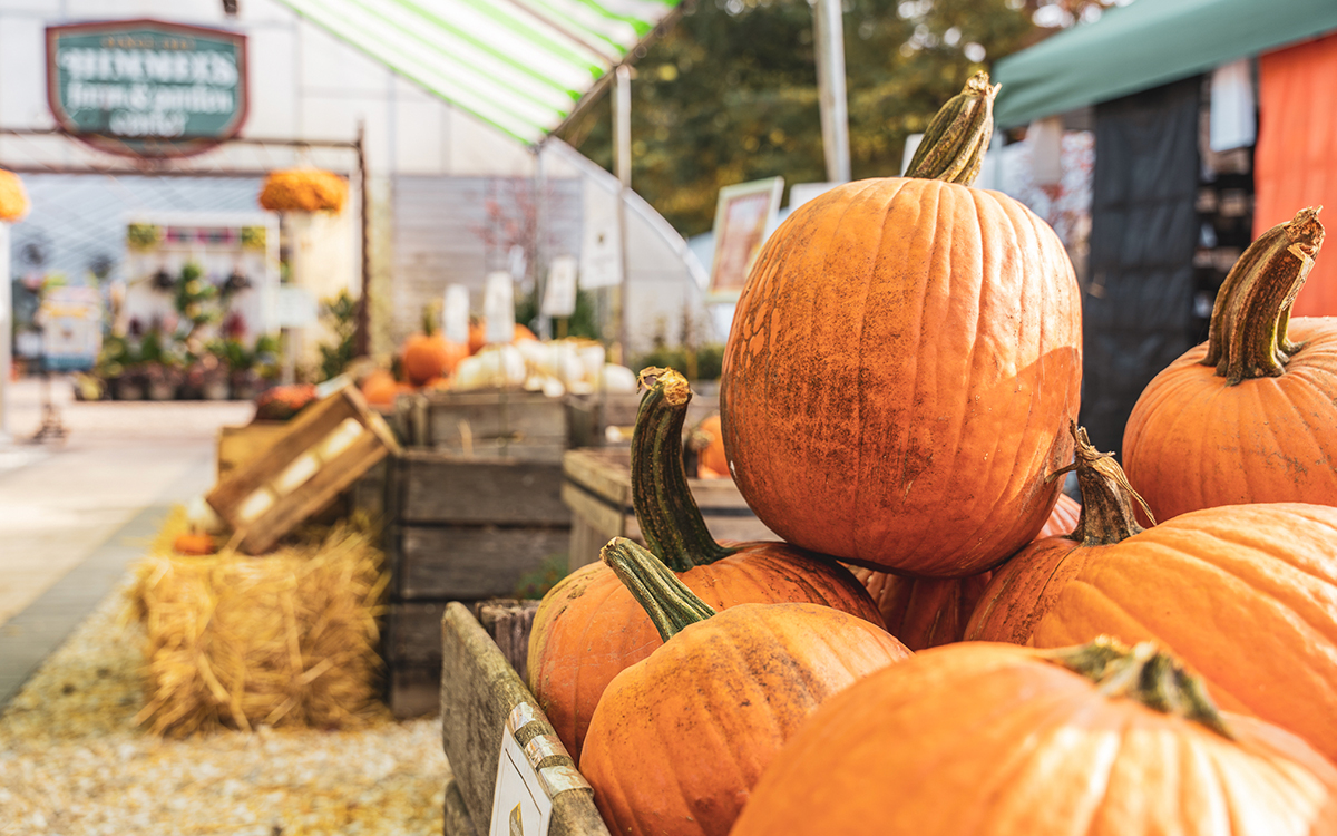 Himmel's Fall Festival