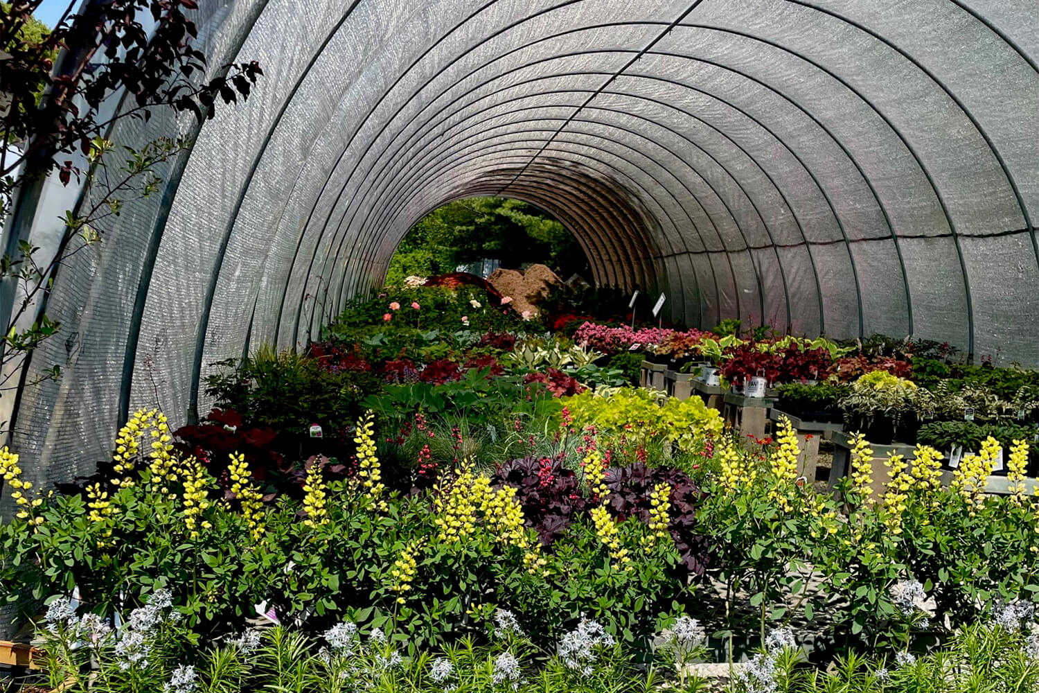 Shade greenhouse